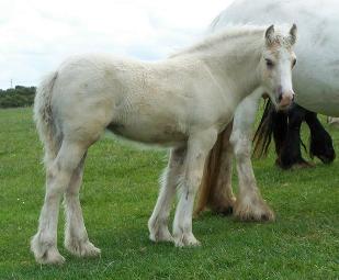 Click for larger image